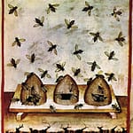 بررسی تاریخچه زنبورداری