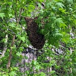 بررسی انواع عسل ارگانیک : عسل کوهی - عسل وحشی و عسل جنگلی